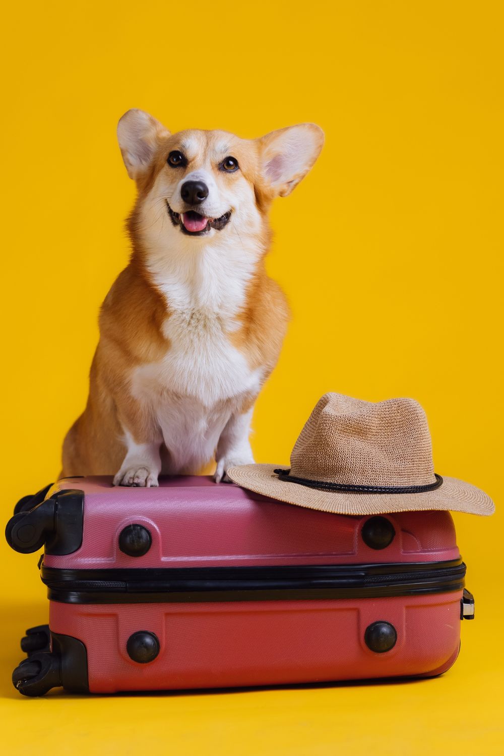 Travel & Boarding